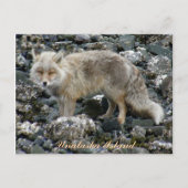 Aleutian Fox, Unalaska Island Briefkaart (Voorkant)