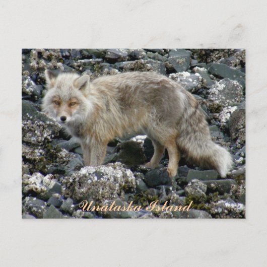 Aleutian Fox, Unalaska Island Briefkaart (Voorkant)