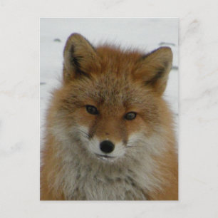 Aleutian Red Fox Briefkaart