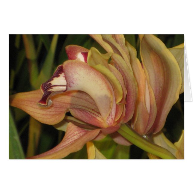 Alexanderi 'Westonbirt' Orchid Profile Blank Card (Voorkant Horizontaal)