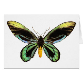 Alexandra's Birdwing
