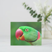 Alexandrine Parakeet Briefkaart (Staand voorkant)