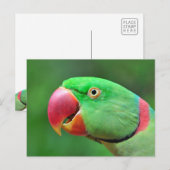 Alexandrine Parakeet Briefkaart (Voorkant / Achterkant)