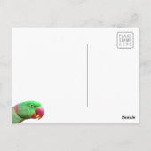 Alexandrine Parakeet Briefkaart (Achterkant)