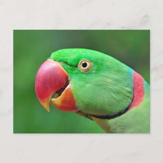 Alexandrine Parakeet Briefkaart (Voorkant)