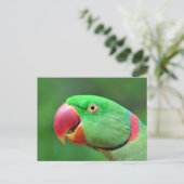 Alexandrine Parakeet Briefkaart (Staand voorkant)