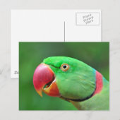 Alexandrine Parakeet Briefkaart (Voorkant / Achterkant)
