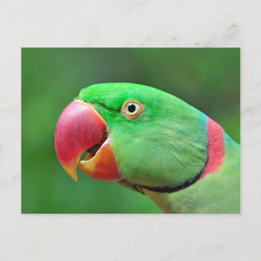Alexandrine Parakeet Briefkaart (Voorkant)