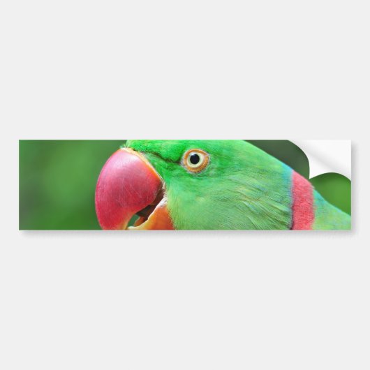 Alexandrine Parakeet Bumpersticker (Voorkant)