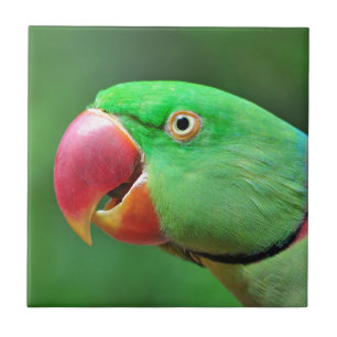 Alexandrine Parakeet Tegeltje