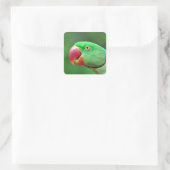 Alexandrine Parakeet Vierkante Sticker (Tas)