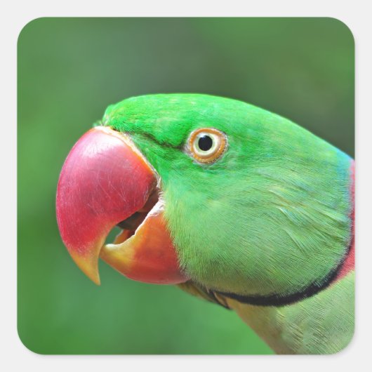 Alexandrine Parakeet Vierkante Sticker (Voorkant)