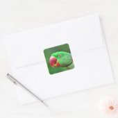 Alexandrine Parakeet Vierkante Sticker (Envelop)
