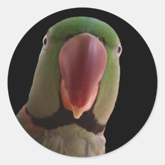 Alexandrine Parrot Ronde Sticker