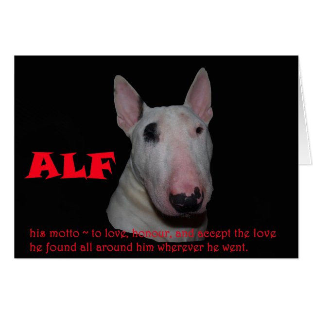 ALF accepteert liefde (Voorkant Horizontaal)