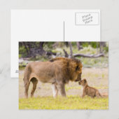 Alfa mannelijke leeuw inspecteert cub briefkaart (Voorkant / Achterkant)