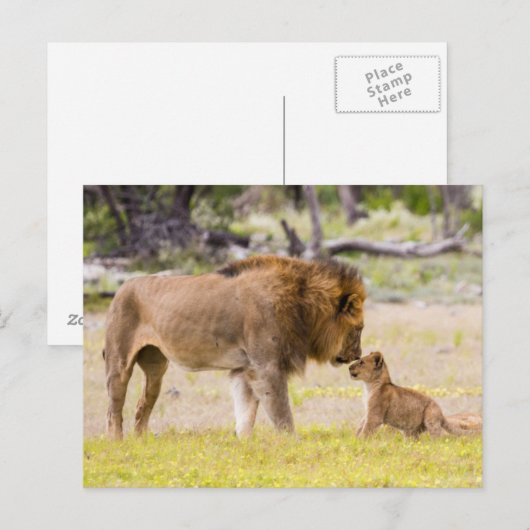 Alfa mannelijke leeuw inspecteert cub briefkaart (Voorkant / Achterkant)