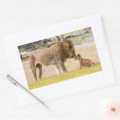 Alfa mannelijke leeuw inspecteert cub rechthoekige sticker (Envelop)