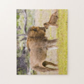 Alfa-mannetjesleeuw inspecteert welp legpuzzel (Verticaal)