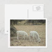 alfabet briefkaart (Voorkant / Achterkant)