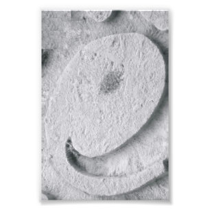Alfabet Letter Photography E4 Black en White 4x6 Foto Afdruk