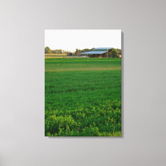 Alfalfa Field Canvas Afdruk (Voorkant)