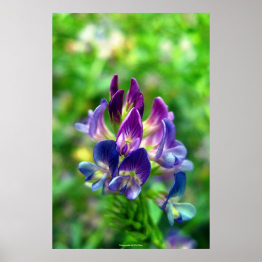 Alfalfa Flowers Poster (Voorkant)