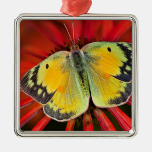 Alfalfa Vlinder Op Cone Bloem Metalen Ornament