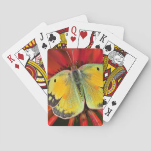 Alfalfa Vlinder Op Cone Bloem Pokerkaarten