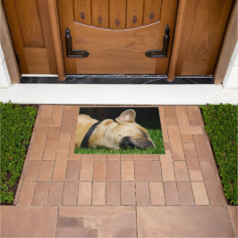 Alfombra de perro para hogar deurmat