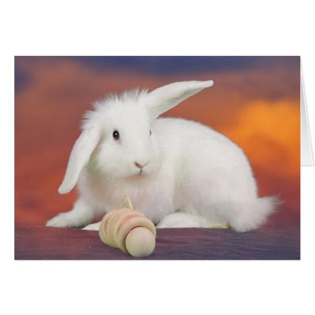 Alfredo (Voorkant Horizontaal)