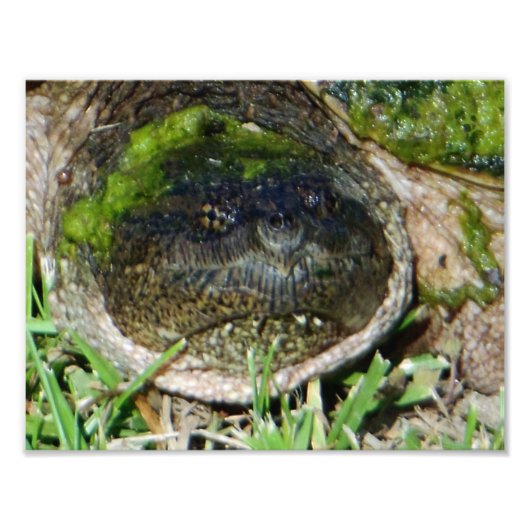Algae Face Snapper Turtle Foto Afdruk (Voorkant)