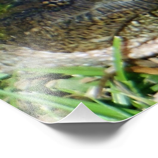 Algae Face Snapper Turtle Foto Afdruk (Hoek)