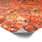 Algae uit Honduras Poster (Hoek)