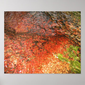 Algae uit Honduras Poster