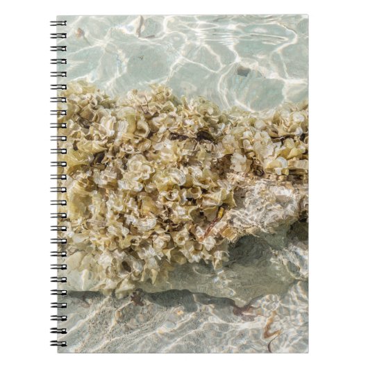 Algas Spiral Photo Notebook Notitieboek (Voorkant)
