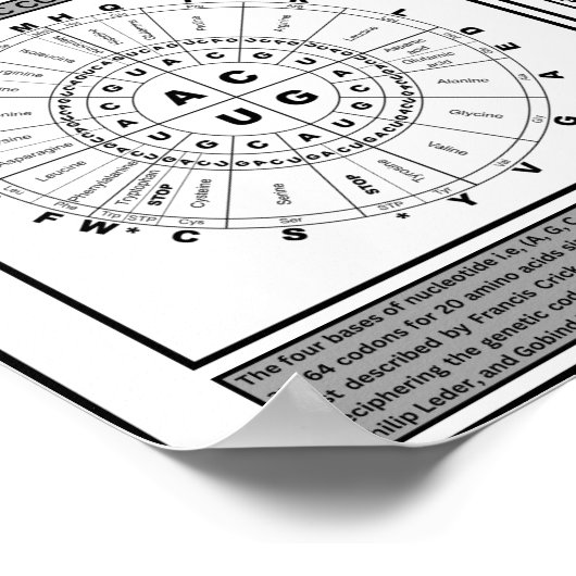 Algemeen quide op de genetische code poster (Hoek)