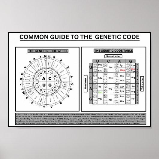 Algemeen quide op de genetische code poster (Voorkant)