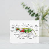 Algemene anatomie van een Cat Felis Silvestris Cat Briefkaart (Staand voorkant)