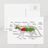 Algemene anatomie van een Cat Felis Silvestris Cat Briefkaart (Voorkant / Achterkant)