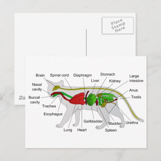 Algemene anatomie van een Cat Felis Silvestris Cat Briefkaart (Voorkant / Achterkant)