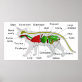 Algemene anatomie van een Cat Felis Silvestris Cat Poster (Voorkant)