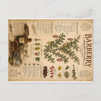 Algemene Berberis Botanische Illustratie Educatief Feestdagenkaart