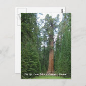 Algemene Sherman Briefkaart (Voorkant / Achterkant)