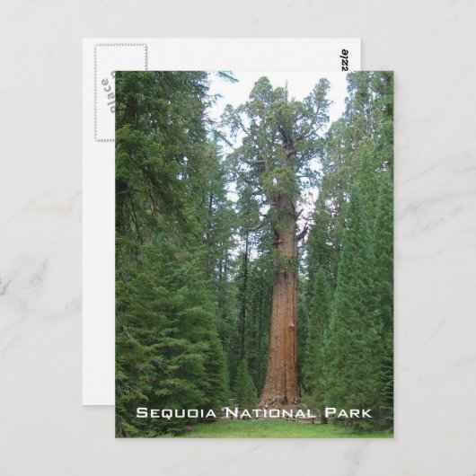 Algemene Sherman Briefkaart (Voorkant / Achterkant)