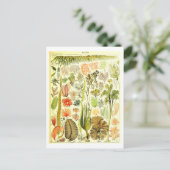 Algen Botanische Illustratie Briefkaart (Staand voorkant)