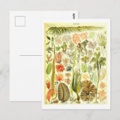 Algen Botanische Illustratie Briefkaart (Voorkant / Achterkant)