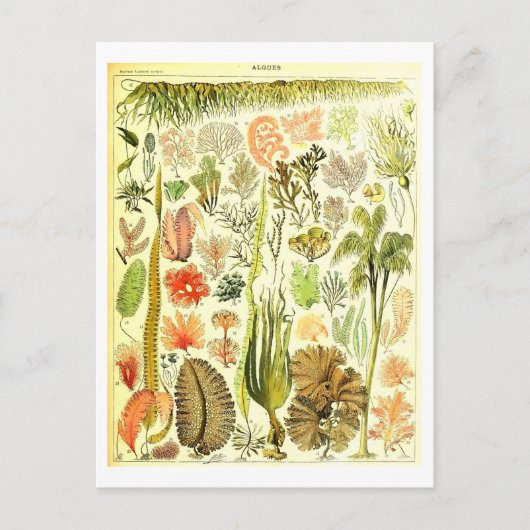 Algen Botanische Illustratie Briefkaart (Voorkant)