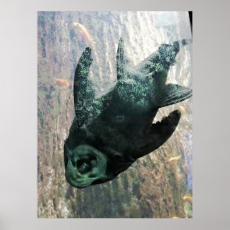 Algeneter in een aquarium. poster