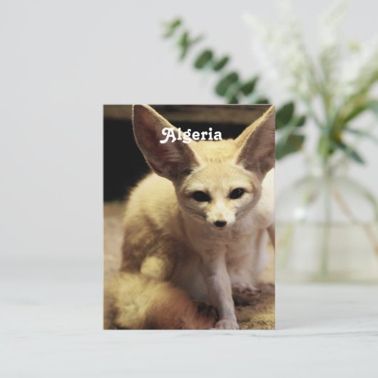 Algerije Fennec Fox Briefkaart (Staand voorkant)